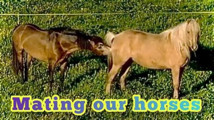 Discovering the Dance: Horse Mating Naturally Explained