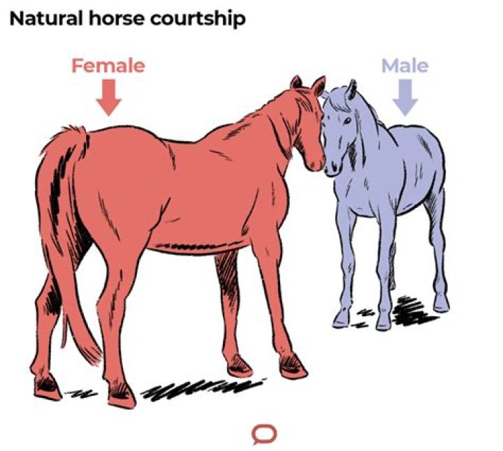 Horse. Mating