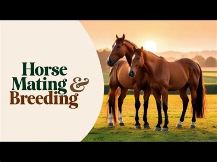 Horsemating: A Closer Look at Equine Courtship and Breeding in 2024