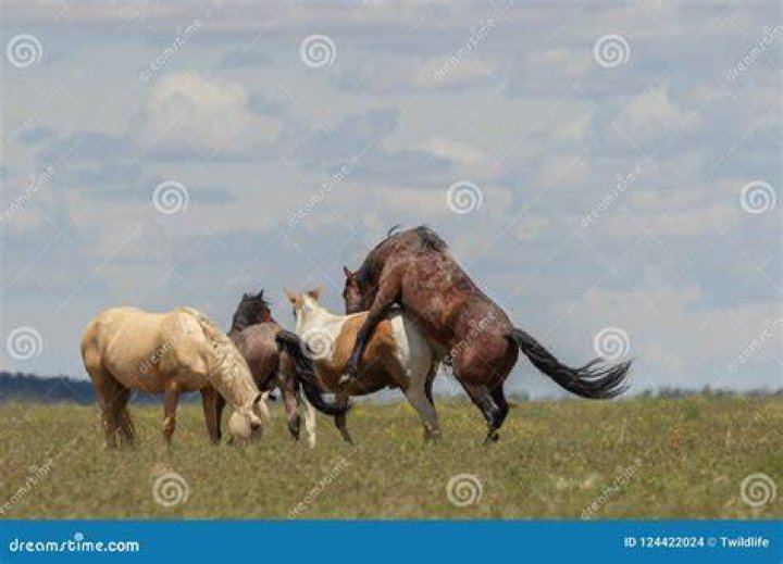 Horses Mating: What Happens When Stallions and Mares Come Together