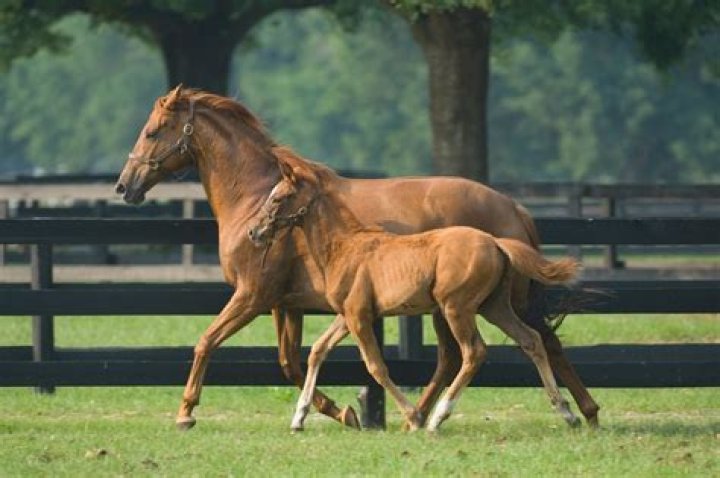 Horsh Miting Explained: Uncovering the Secrets of Horse Breeding