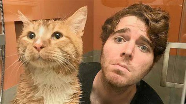 The Shane Dawson Cat Incident: A Deep Look at What Happened