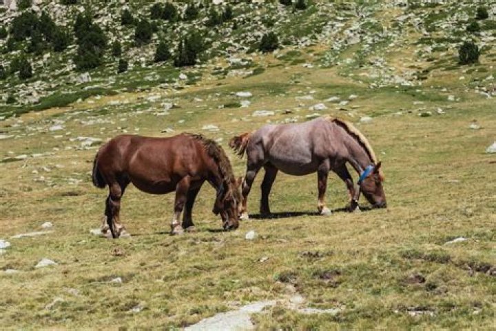 Understanding the Horse Mating Season: A Guide for Owners and Enthusiasts