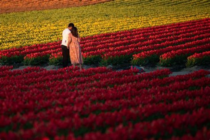 Unveiling the Magic of the Tulip: Your Guide to Spring's Brightest Bloom