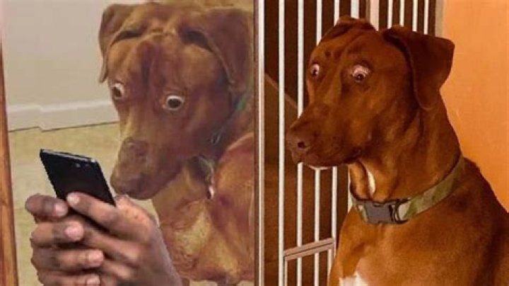Why We Still Ask 'Can I Pet That Dog?': The Viral Meme's Enduring Charm and Important Lessons